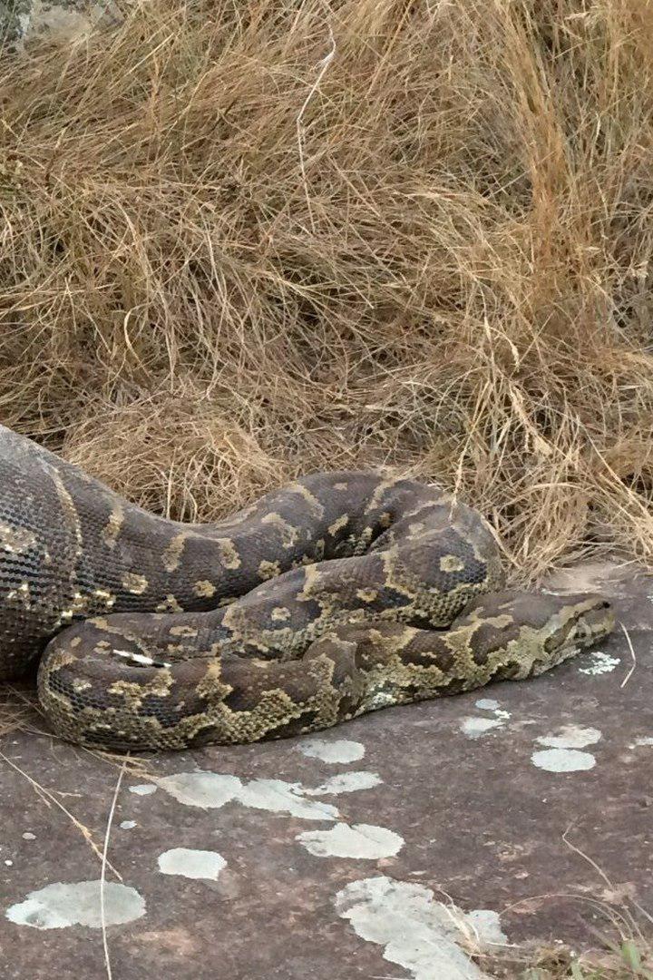 Вы не поверите, что эта змея проглотила. В течение нескольких дней он пытался сбежать из желудка