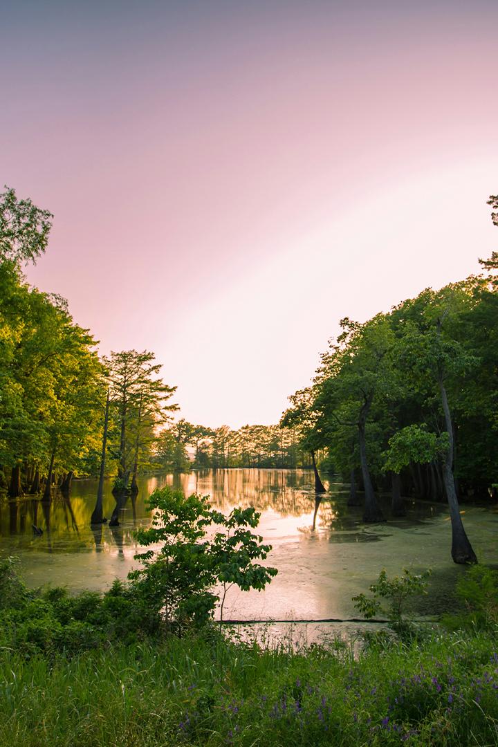 Лесное болото