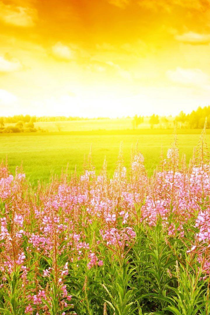 Чудесный день