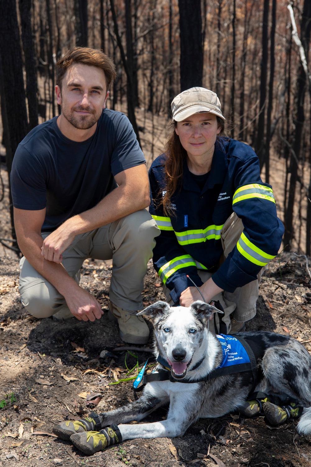 Медведь - спасатель коал