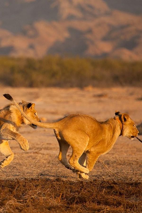 Исчезающие цари - львы пустыни Намиб
