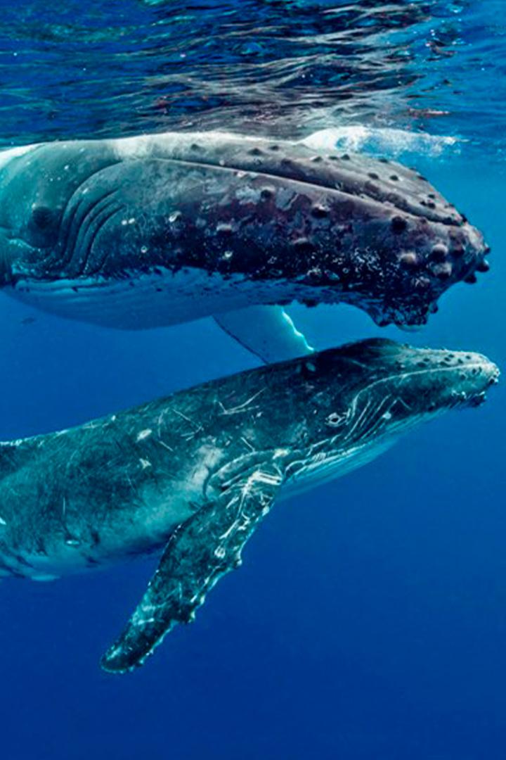 Дикий океан