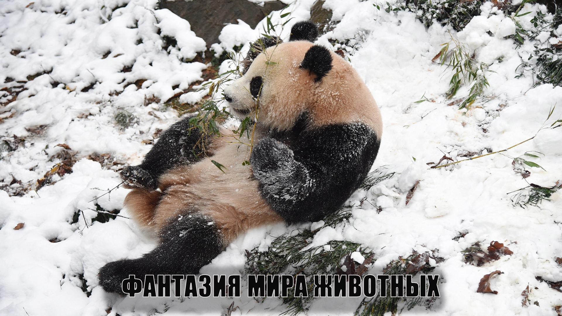 Фантазия мира животных