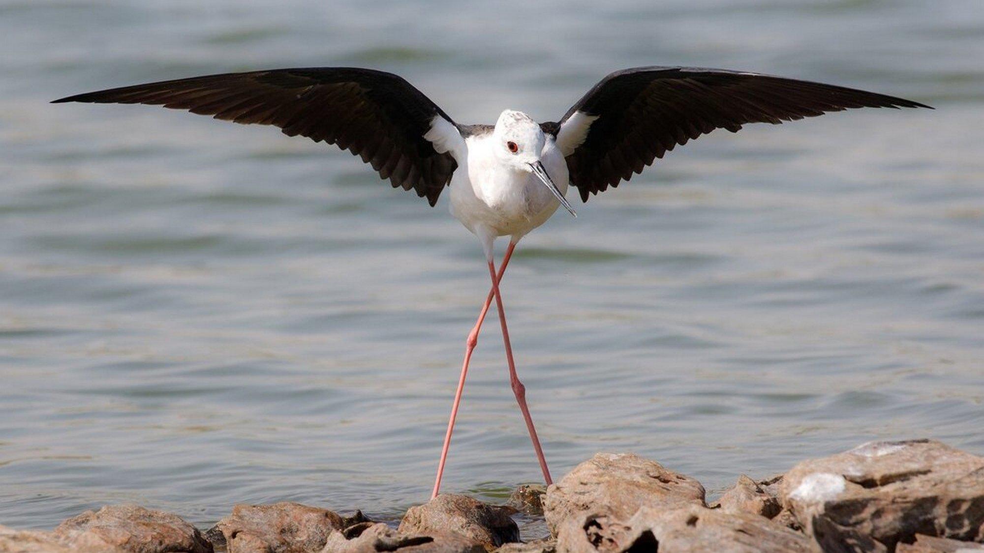 Ходулочник