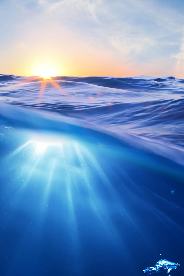 Дикий мир океана