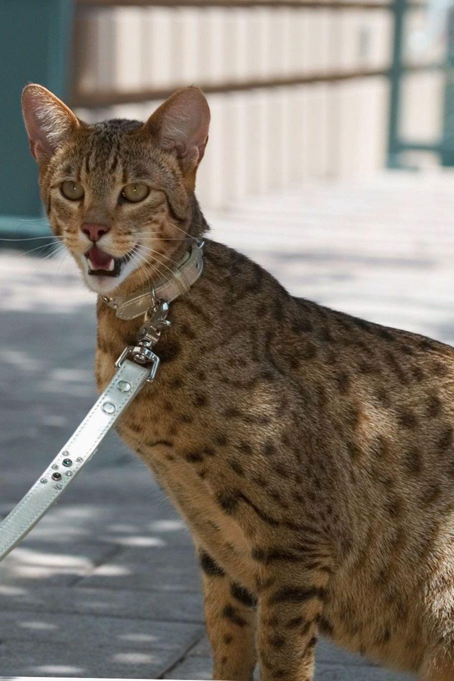 10 самых опасных пород кошек