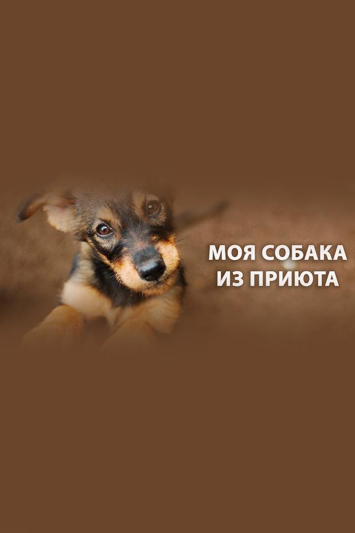 Моя собака из приюта