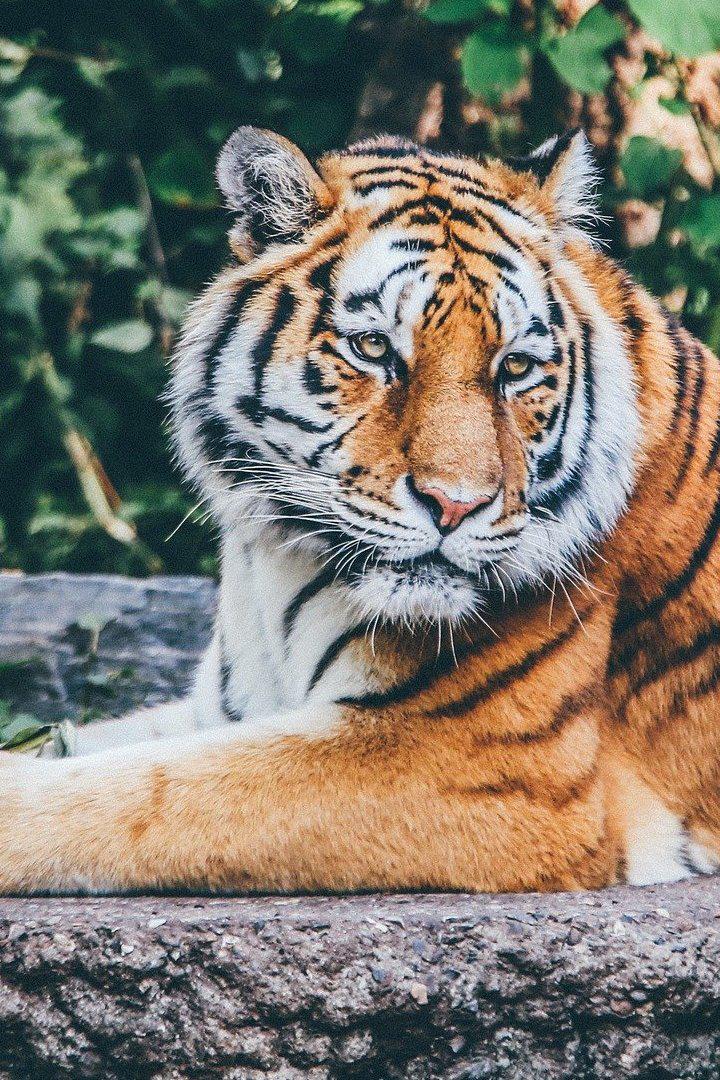 Цирк дикой природы