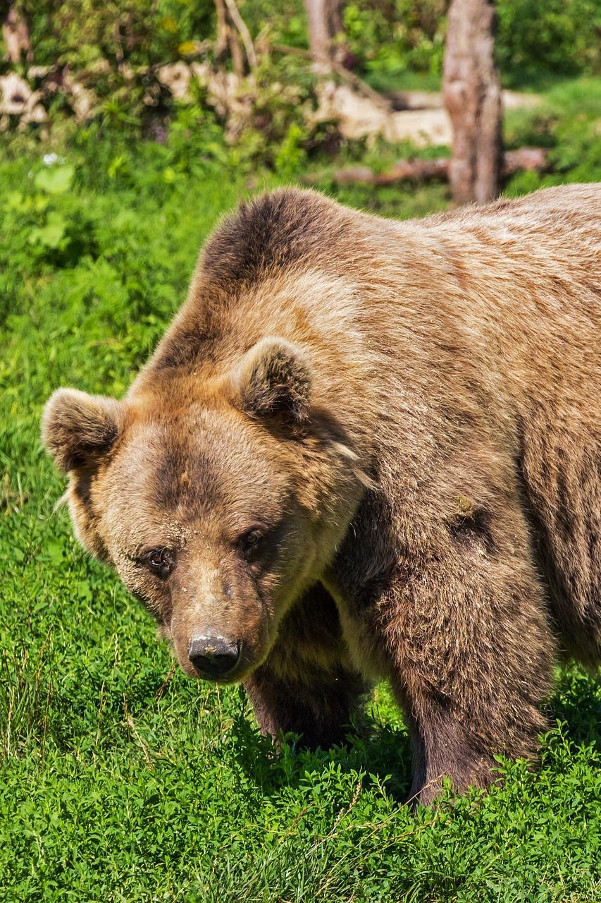 Хищники дикой Италии
