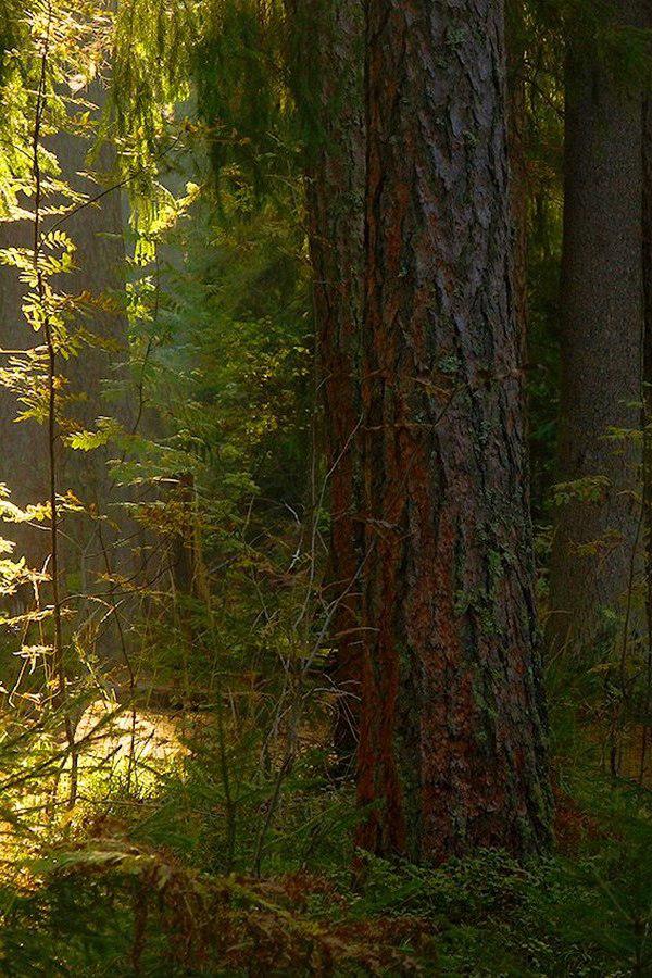 Линдуловская роща