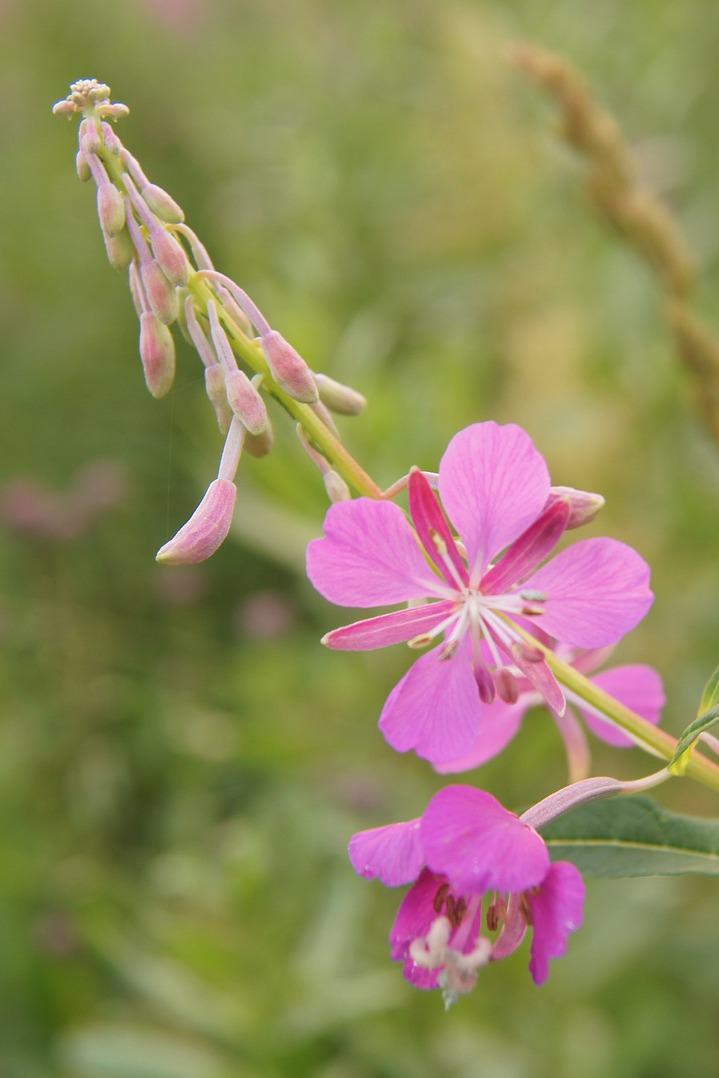 Цветение Иван-Чая