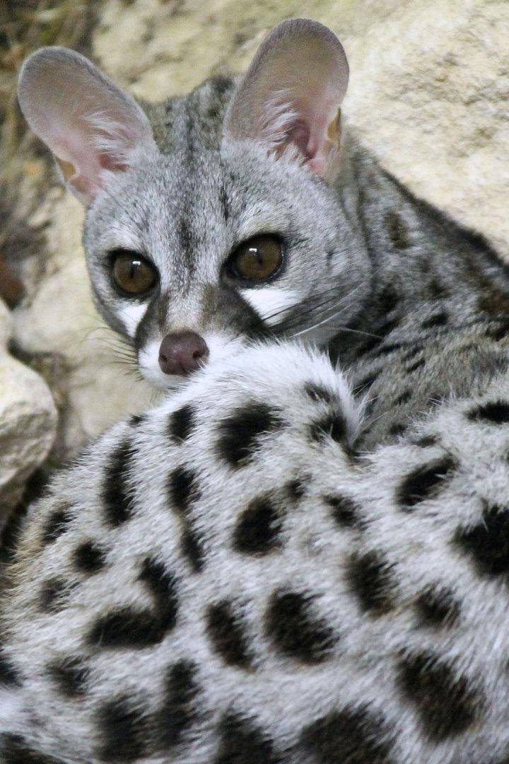 Приключения генетты