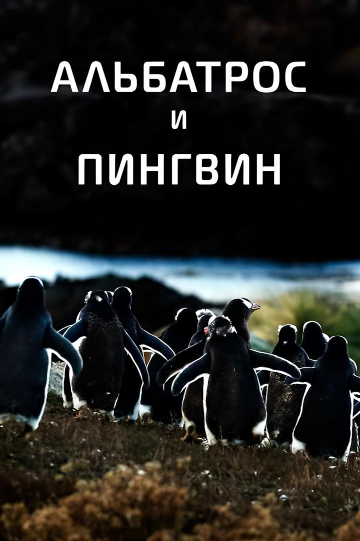Альбатрос и пингвин