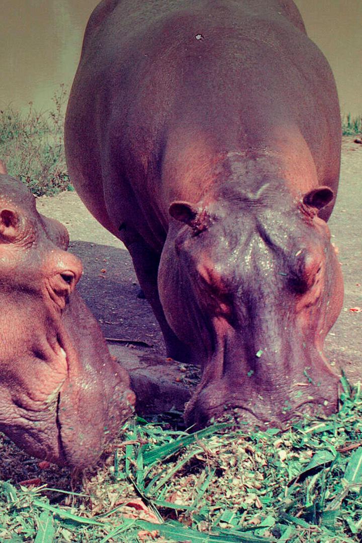 Охота на гиппопотамов Эскобара