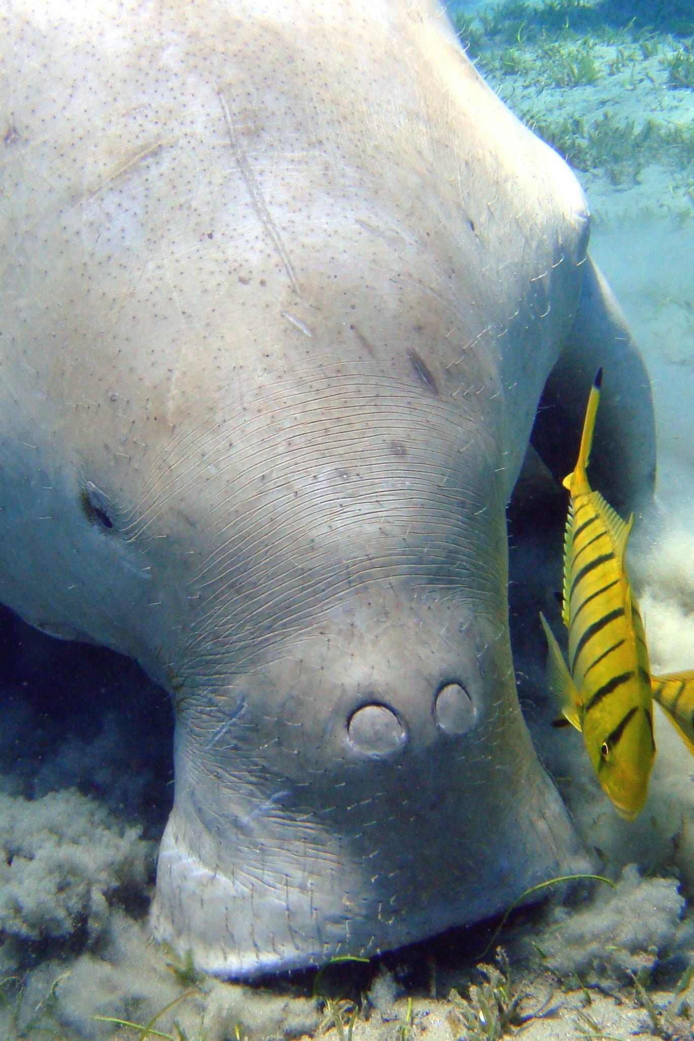 Спасение дикой природы: дюгонь, единственный в своём роде