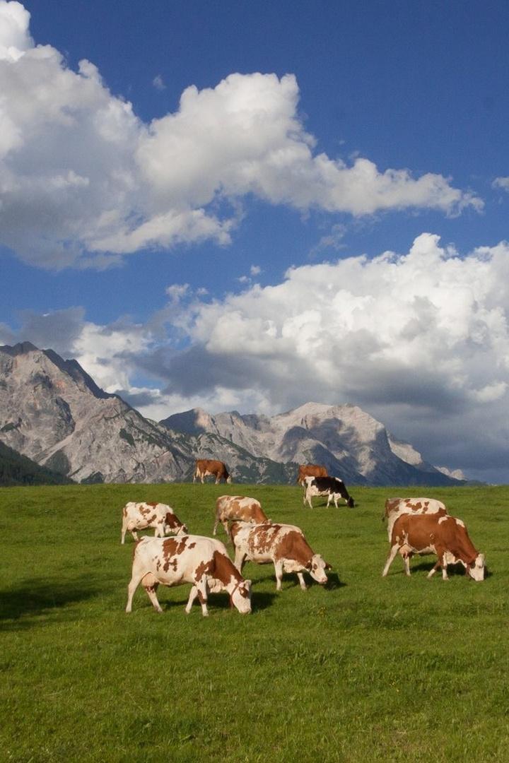 Горные пастбища