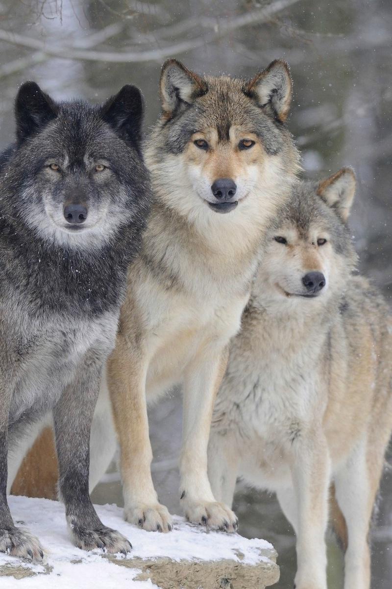 Возвращение волков