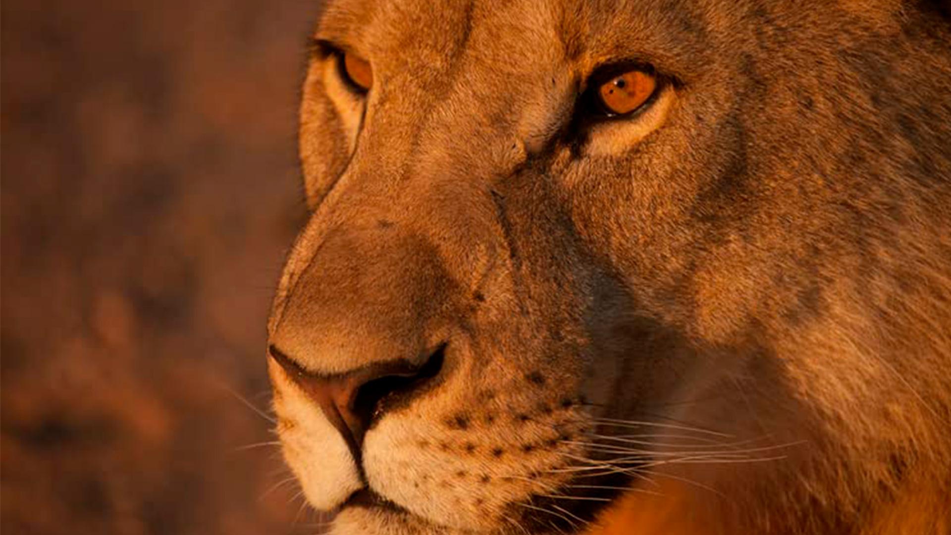 Исчезающие цари - львы пустыни Намиб II