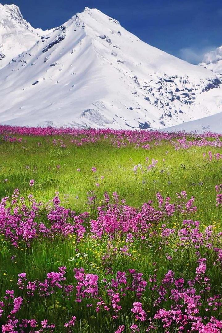 Цветы горных долин