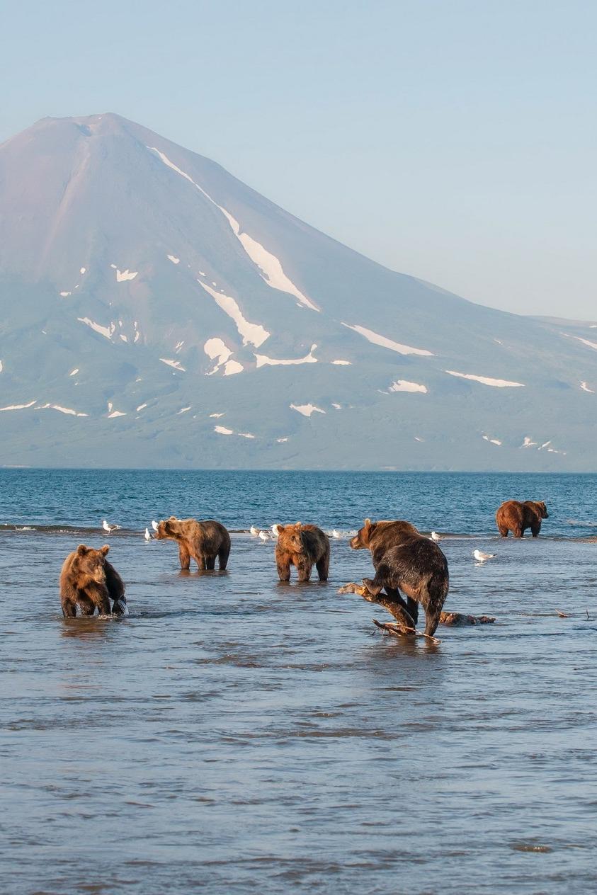 Медведи на Курильском озере