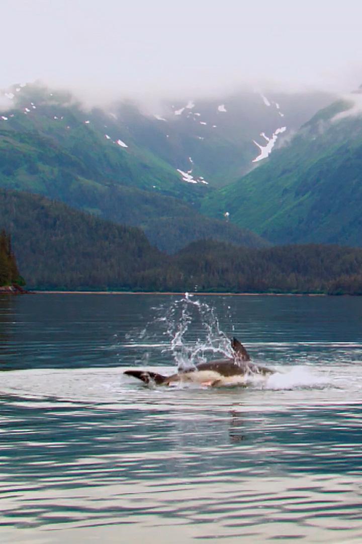 Убийца холодных вод: секреты лососевой акулы на Аляске