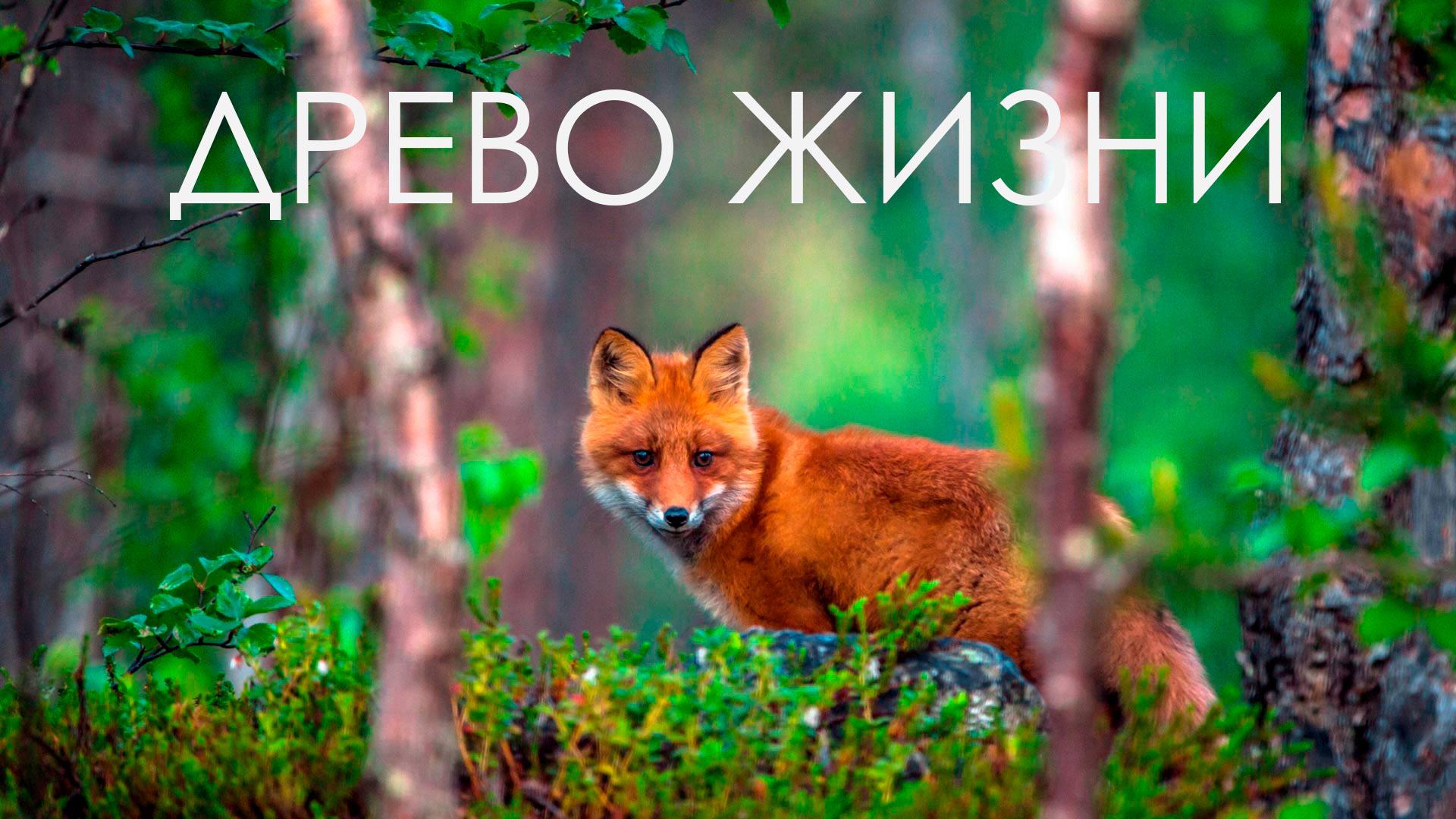 Древо жизни