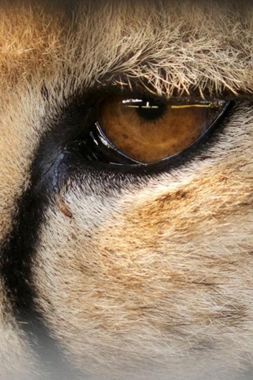 Сверхспособности