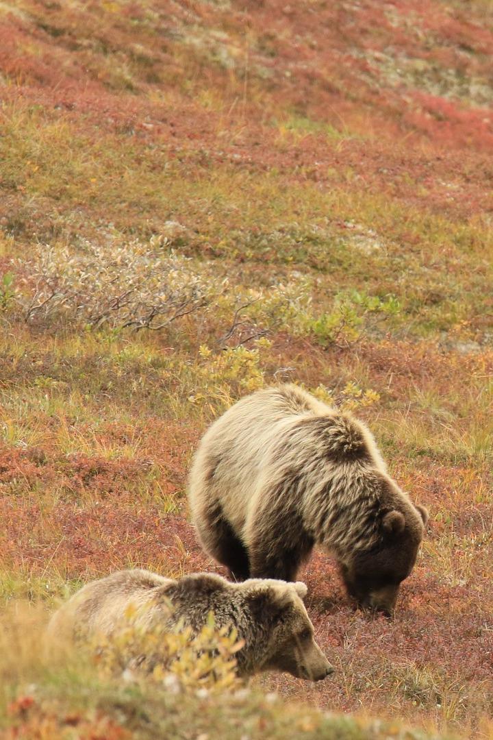 Возвращение медведей