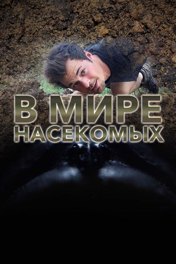 В мире насекомых