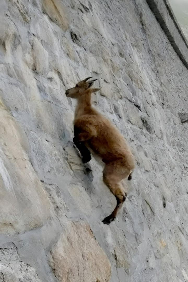 Животные с супер способностями