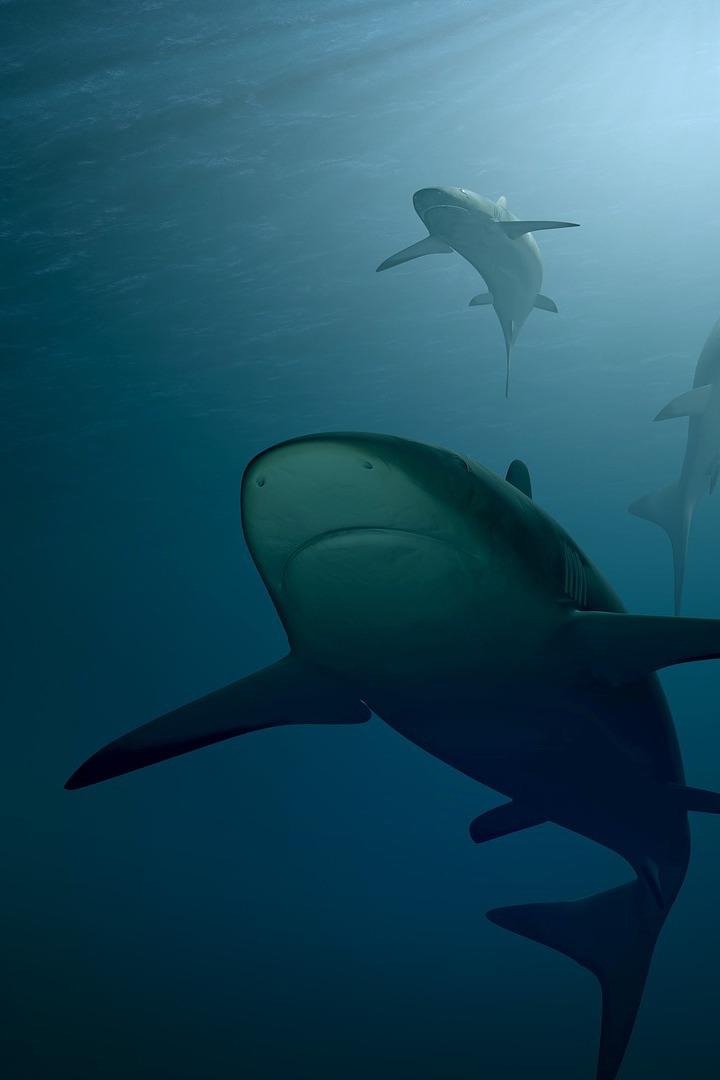 В осаде - акулы острова Вознесения