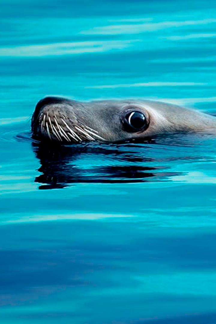 Спасение дикой природы Тихого океана