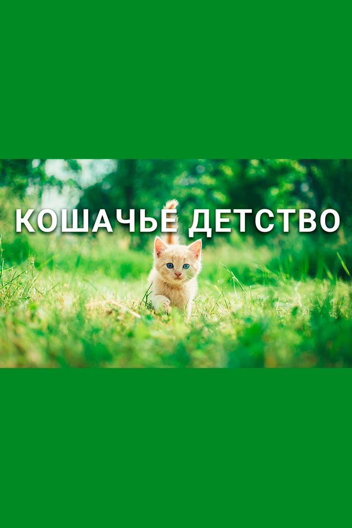 Кошачье детство