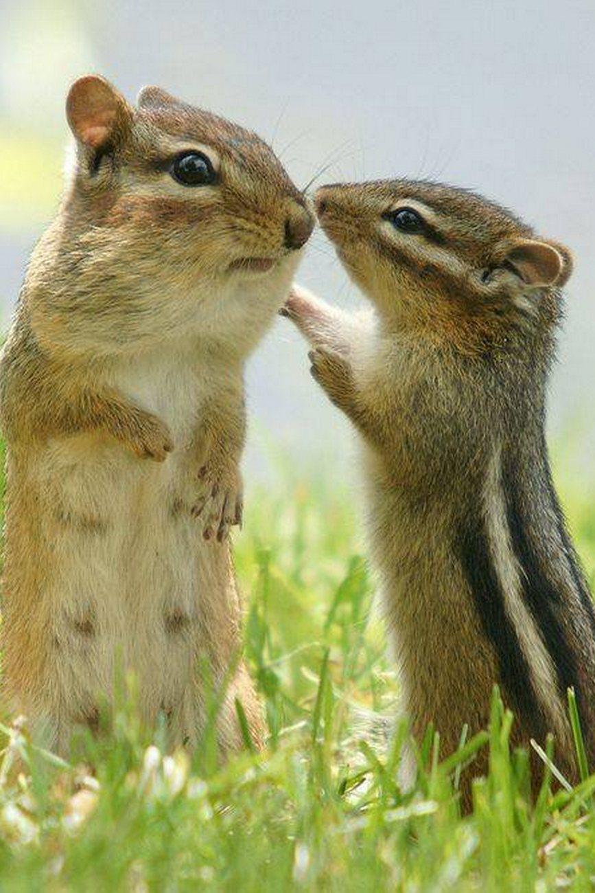 Как общаются животные