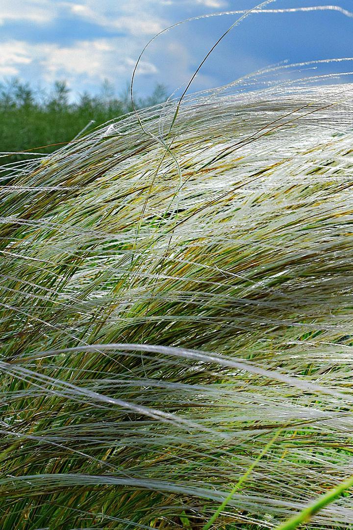 Ковыль