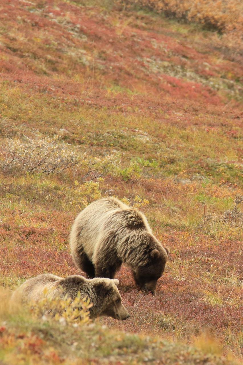 Медведи: Борьба за жизнь
