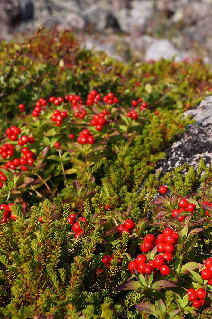 Дёрен шведский