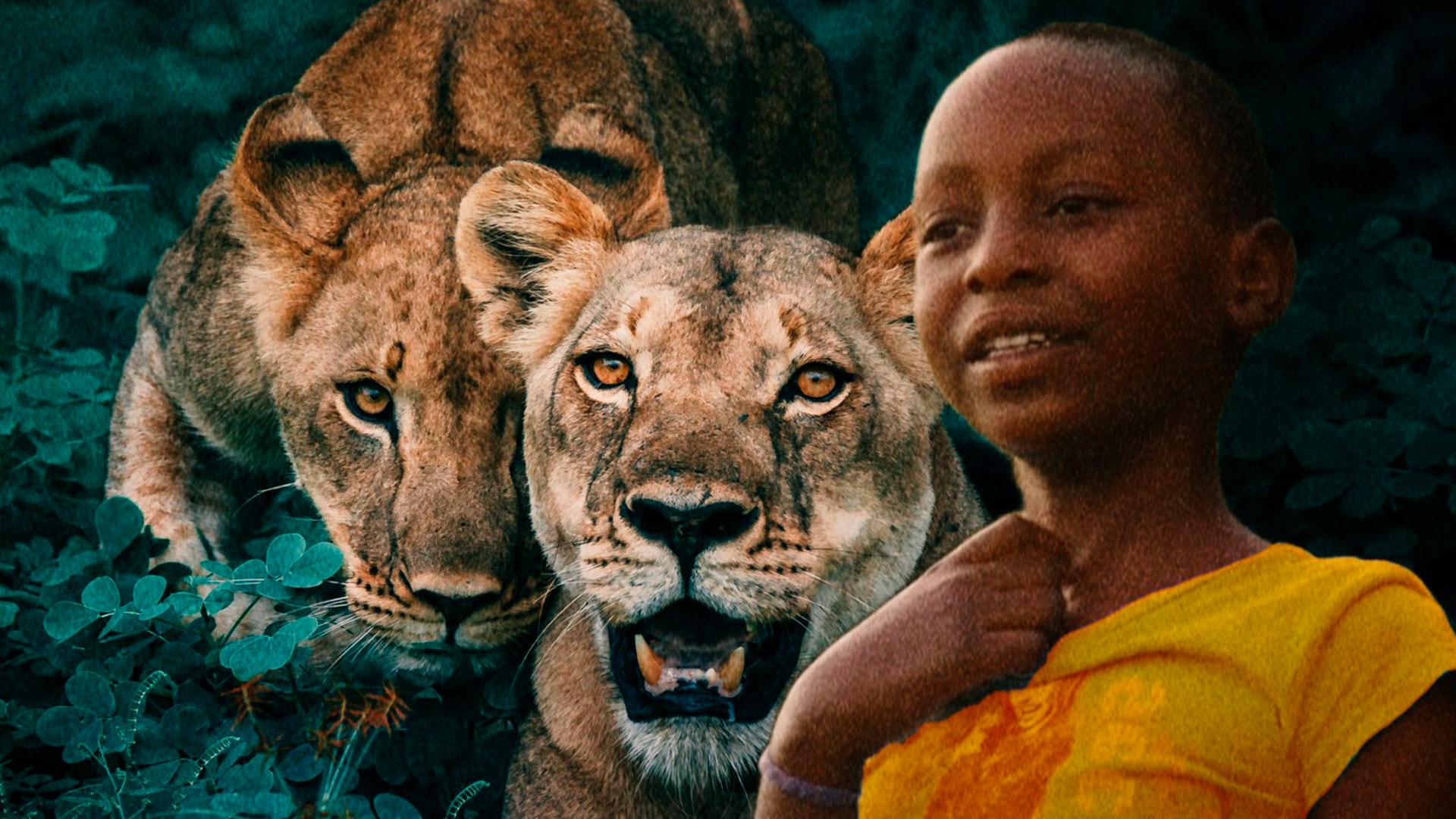 Жизнь рядом со львами