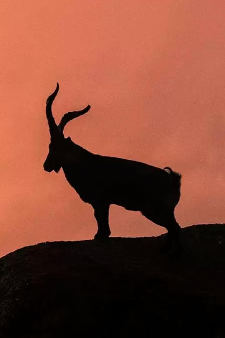 Дикое сердце Испании