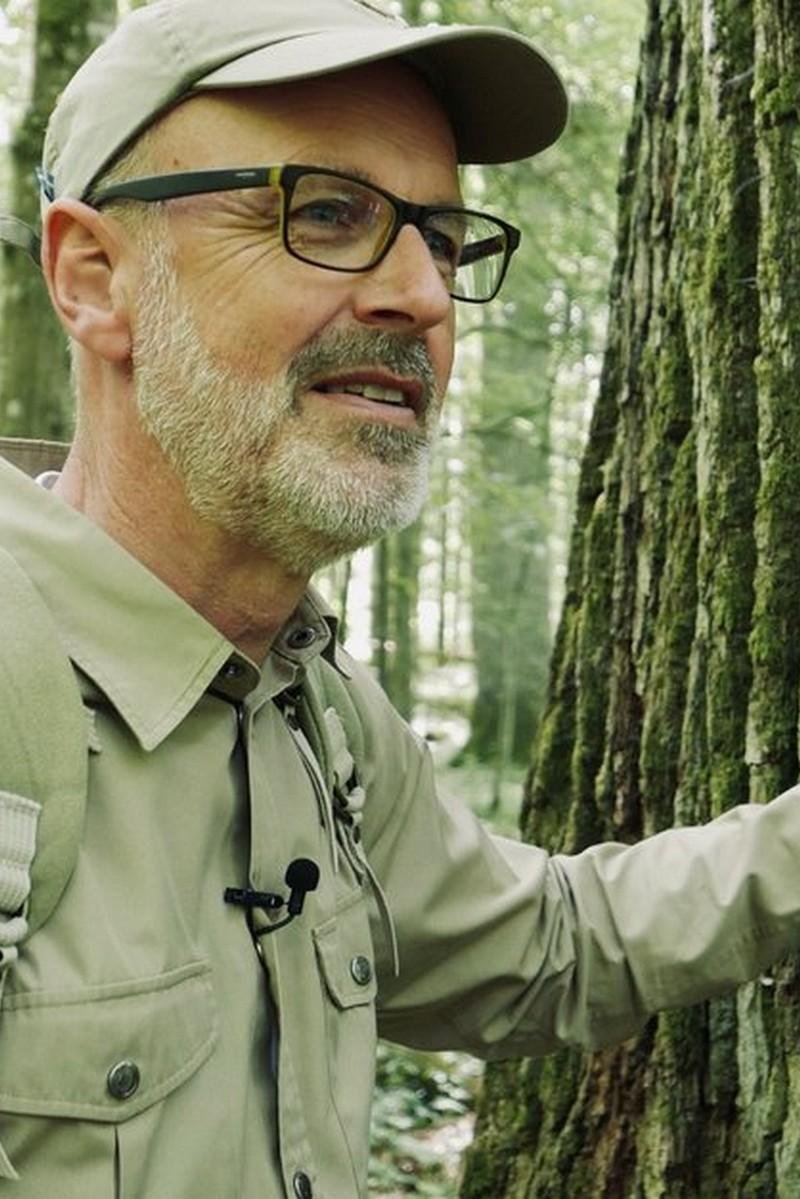 Тайная жизнь деревьев