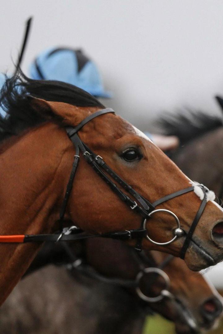 Скачки в честь Дня нефтяной и газовой промышленности. Трансляция из Москвы