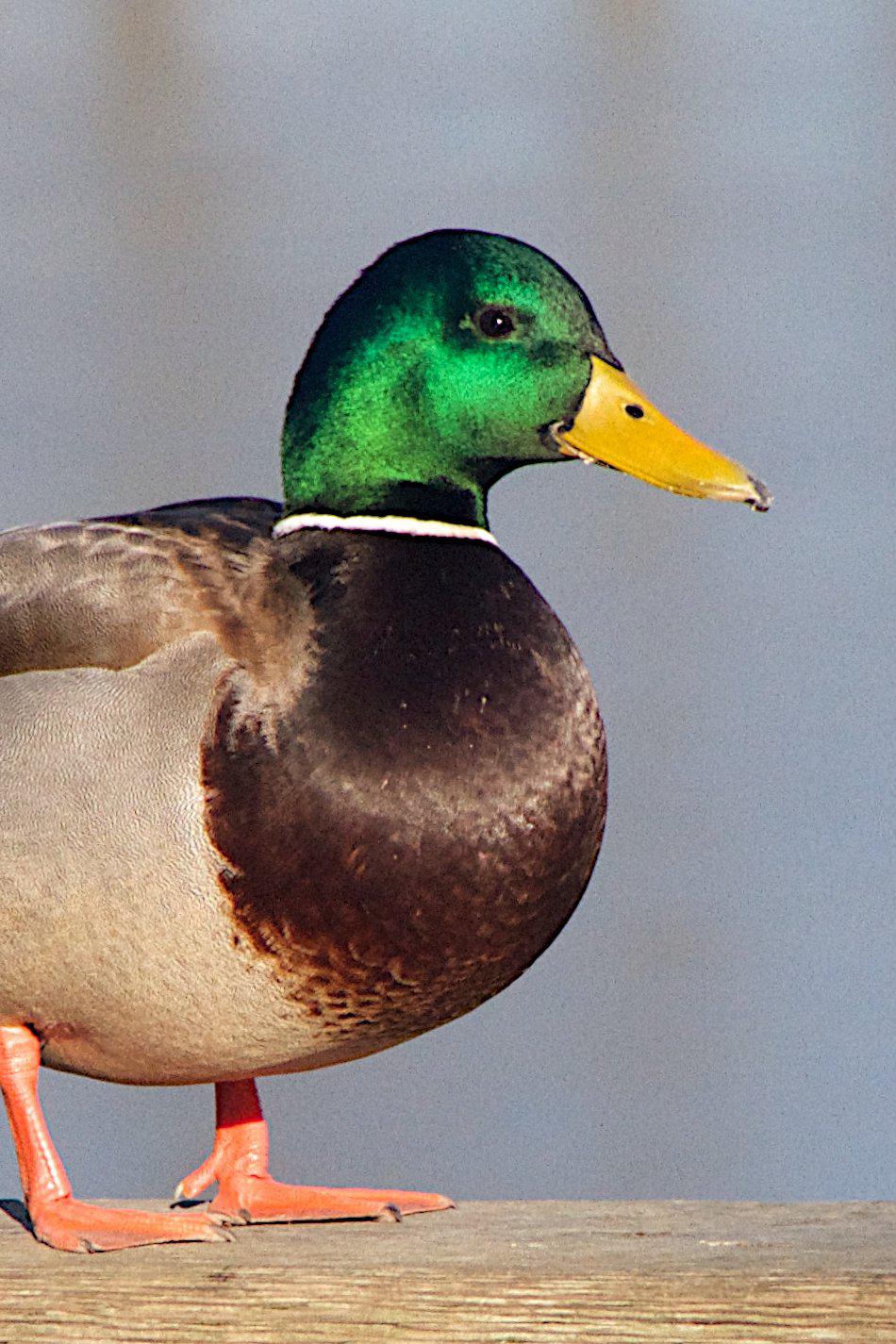 Утка и ее друзья