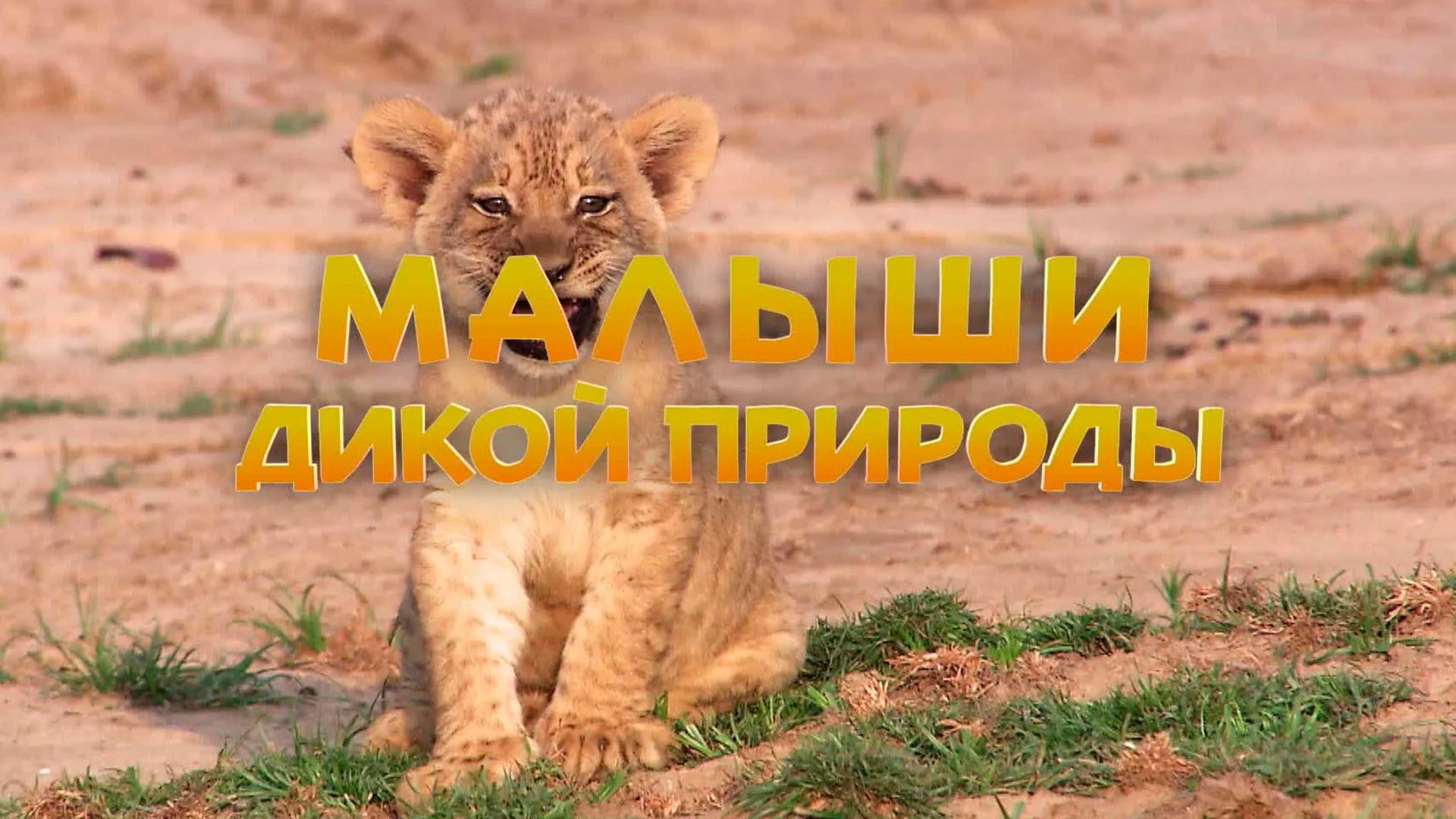 Малыши дикой природы