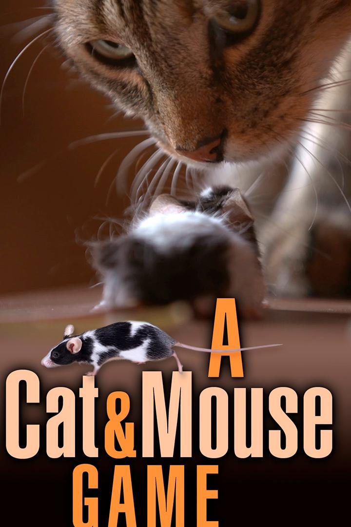 Кошки-мышки