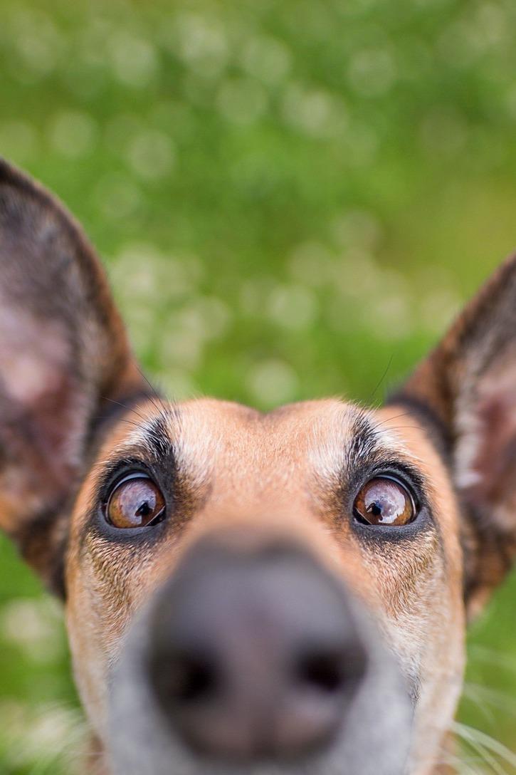 Невероятные моменты из жизни животных