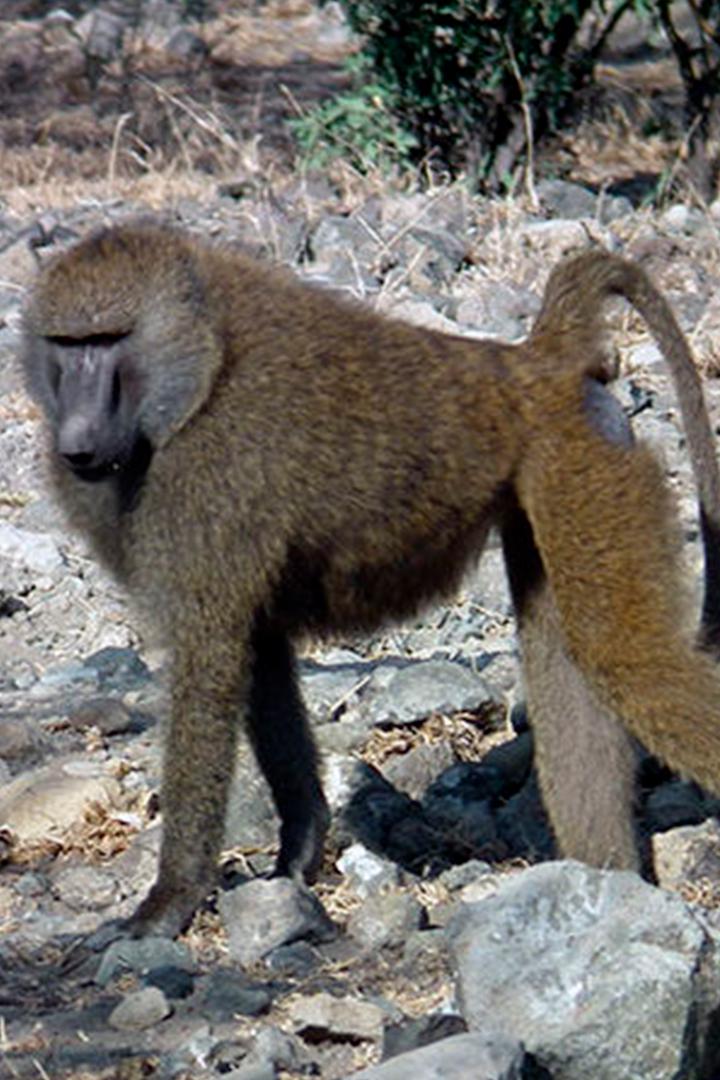 Павианы: законы стаи