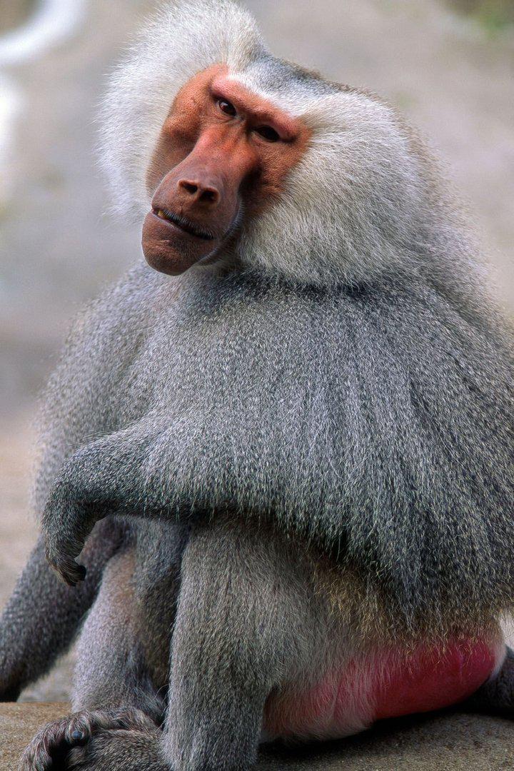 Павианы. Правила стаи