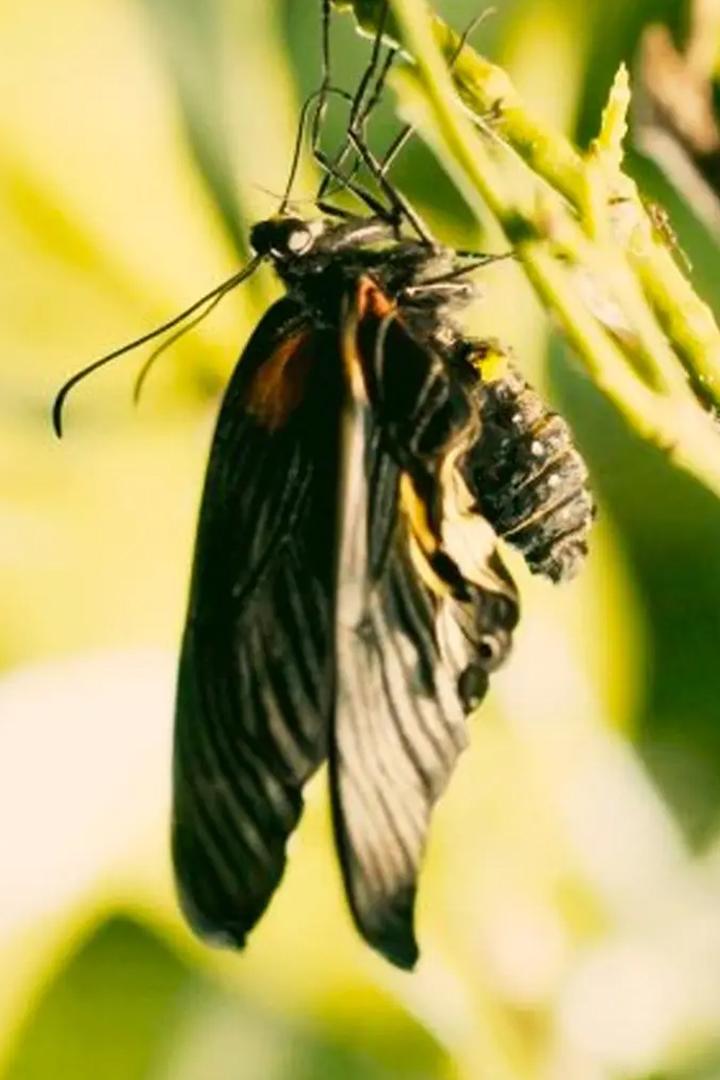 Превращаясь в бабочку. Одиссея в миниатюре
