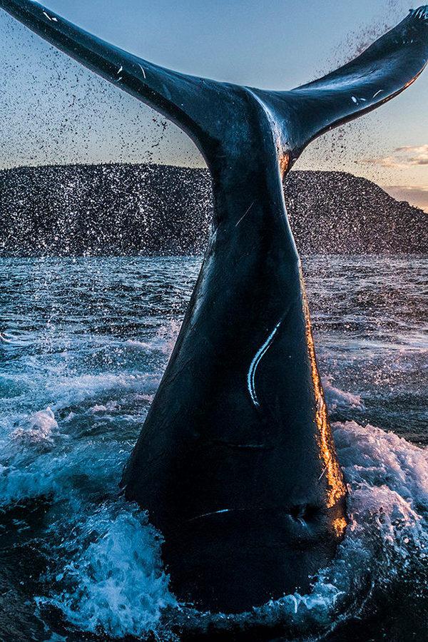 Киты бухты Врангеля