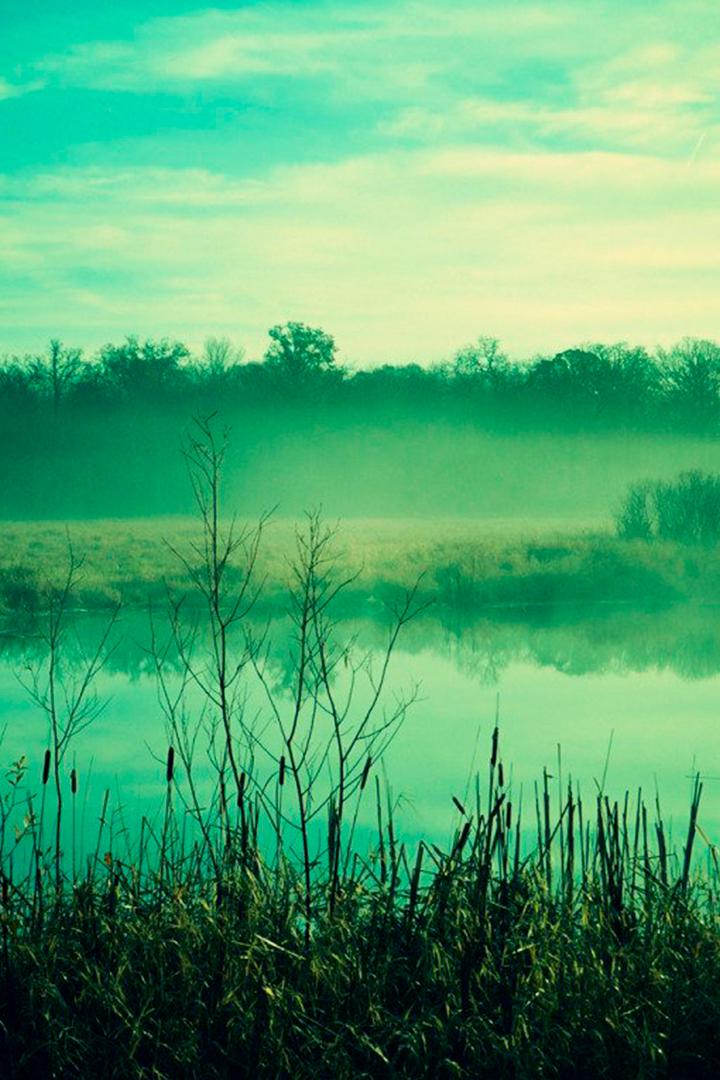 Кайман и проклятое болото